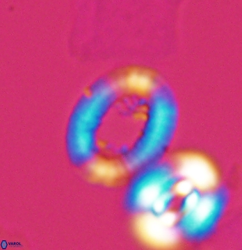 Gaarderella santacruzensis 9678