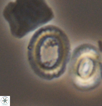 Gaarderella santacruzensis 9680