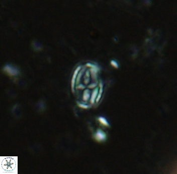 Gartnerago margaritatus 4638