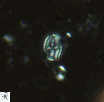 Gartnerago margaritatus 4640