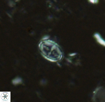Gartnerago margaritatus 4641