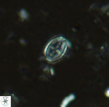 Gartnerago margaritatus 4643