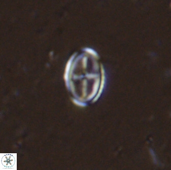 Gartnerago margaritatus 35086