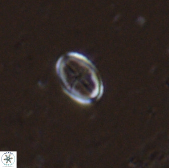 Gartnerago margaritatus 35089