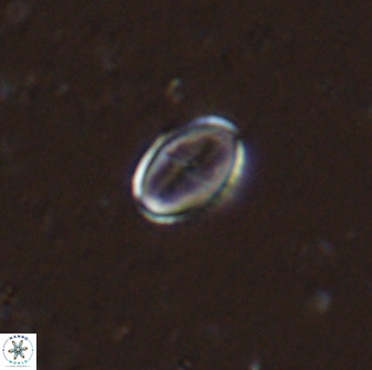 Gartnerago margaritatus 35090