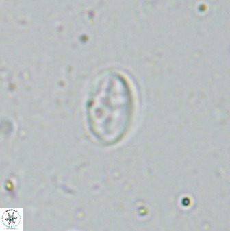 Gartnerago margaritatus 35092