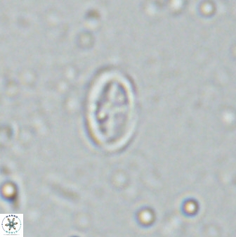 Gartnerago margaritatus 35093