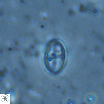 Gartnerago margaritatus 35094