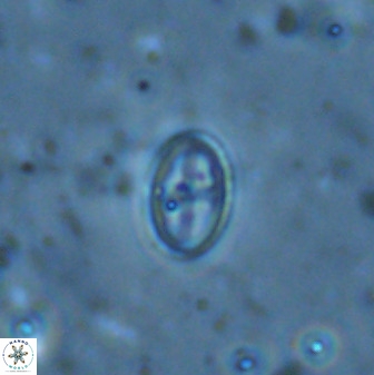 Gartnerago margaritatus 35095
