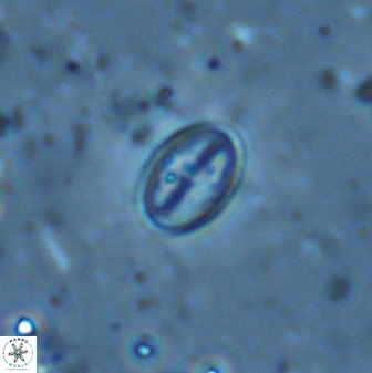 Gartnerago margaritatus 35096