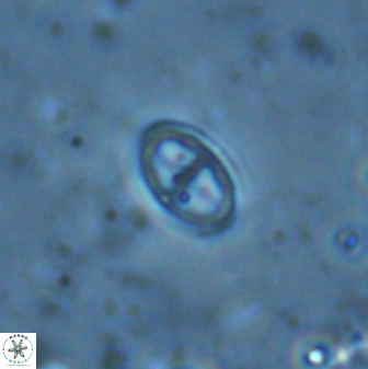 Gartnerago margaritatus 35097