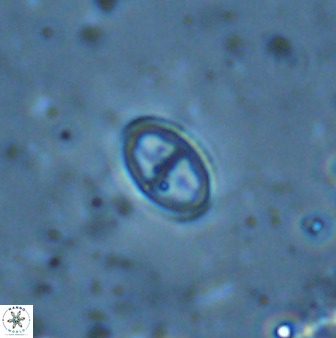 Gartnerago margaritatus 35098