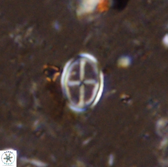 Gartnerago margaritatus 36258