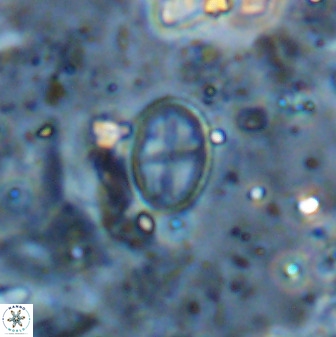 Gartnerago margaritatus 36270