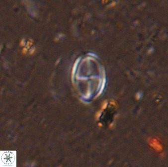 Gartnerago margaritatus 37327