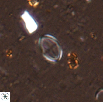Gartnerago margaritatus 37329