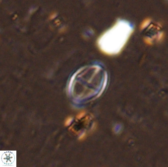 Gartnerago margaritatus 37331