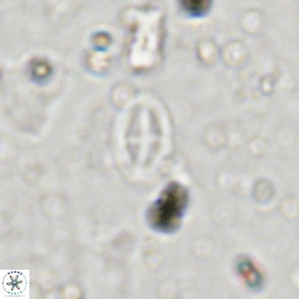 Gartnerago margaritatus 37333