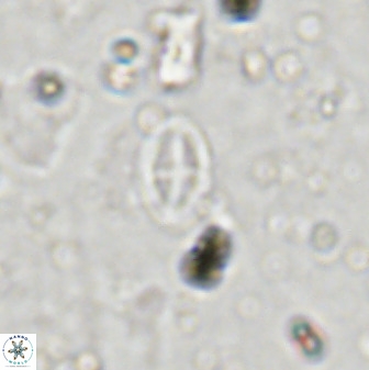 Gartnerago margaritatus 37334