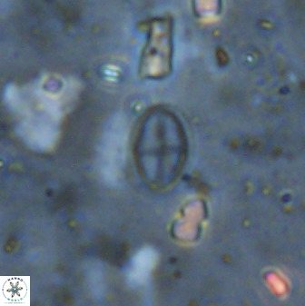 Gartnerago margaritatus 37335