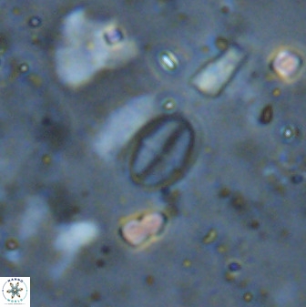 Gartnerago margaritatus 37337