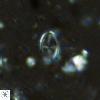 Gartnerago margaritatus VR 12640