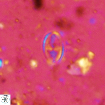 Gartnerago margaritatus VR 12641