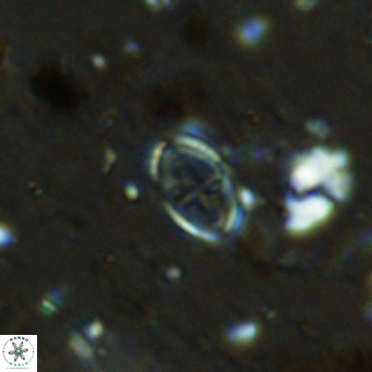 Gartnerago margaritatus VR 12642