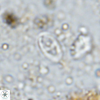 Gartnerago margaritatus VR 12644