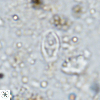 Gartnerago margaritatus VR 12645