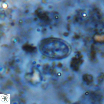 Gartnerago margaritatus VR 12649