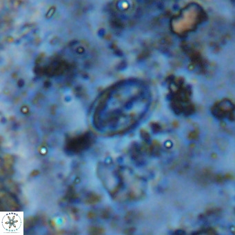 Gartnerago margaritatus VR 12650