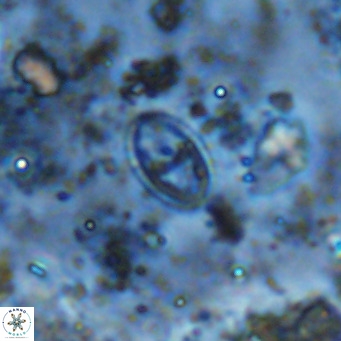 Gartnerago margaritatus VR 12652