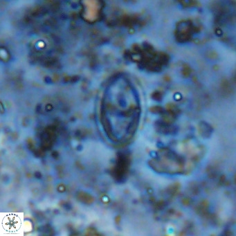 Gartnerago margaritatus VR 12653