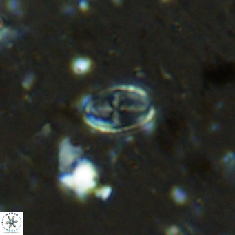 Gartnerago margaritatus VR 12633