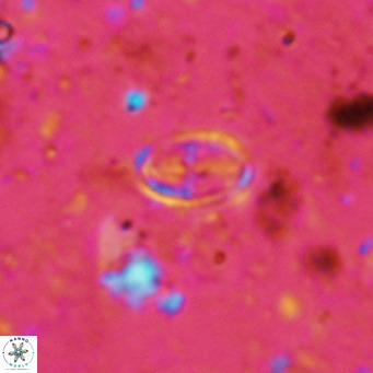 Gartnerago margaritatus VR 12634