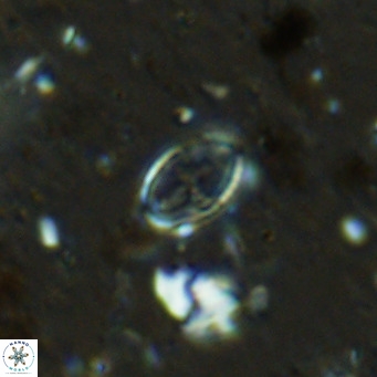 Gartnerago margaritatus VR 12635