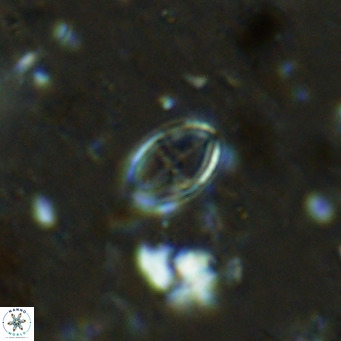 Gartnerago margaritatus VR 12636