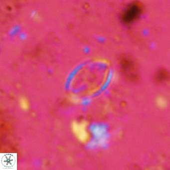 Gartnerago margaritatus VR 12637