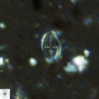 Gartnerago margaritatus VR 12638