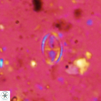 Gartnerago margaritatus VR 12639