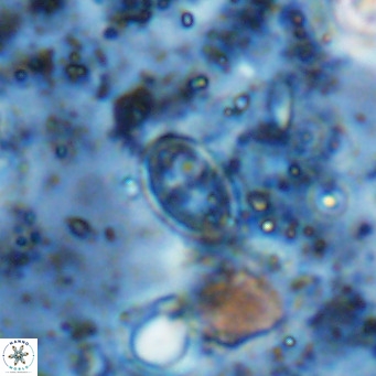 Gartnerago margaritatus VR 12740
