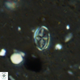 Gartnerago margaritatus VR 12723