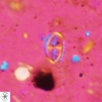 Gartnerago margaritatus VR 12724