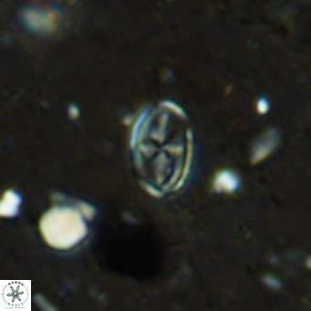 Gartnerago margaritatus VR 12725