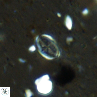 Gartnerago margaritatus VR 12726