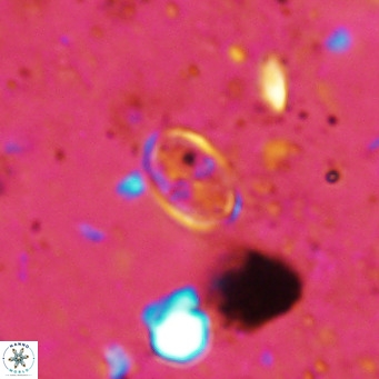 Gartnerago margaritatus VR 12727