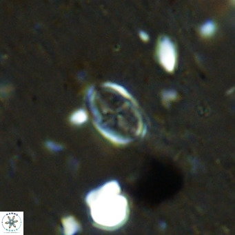 Gartnerago margaritatus VR 12728