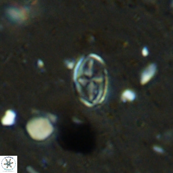 Gartnerago margaritatus VR 12729