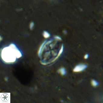 Gartnerago margaritatus VR 12731